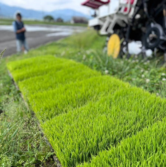 【7月の山城屋酒造】