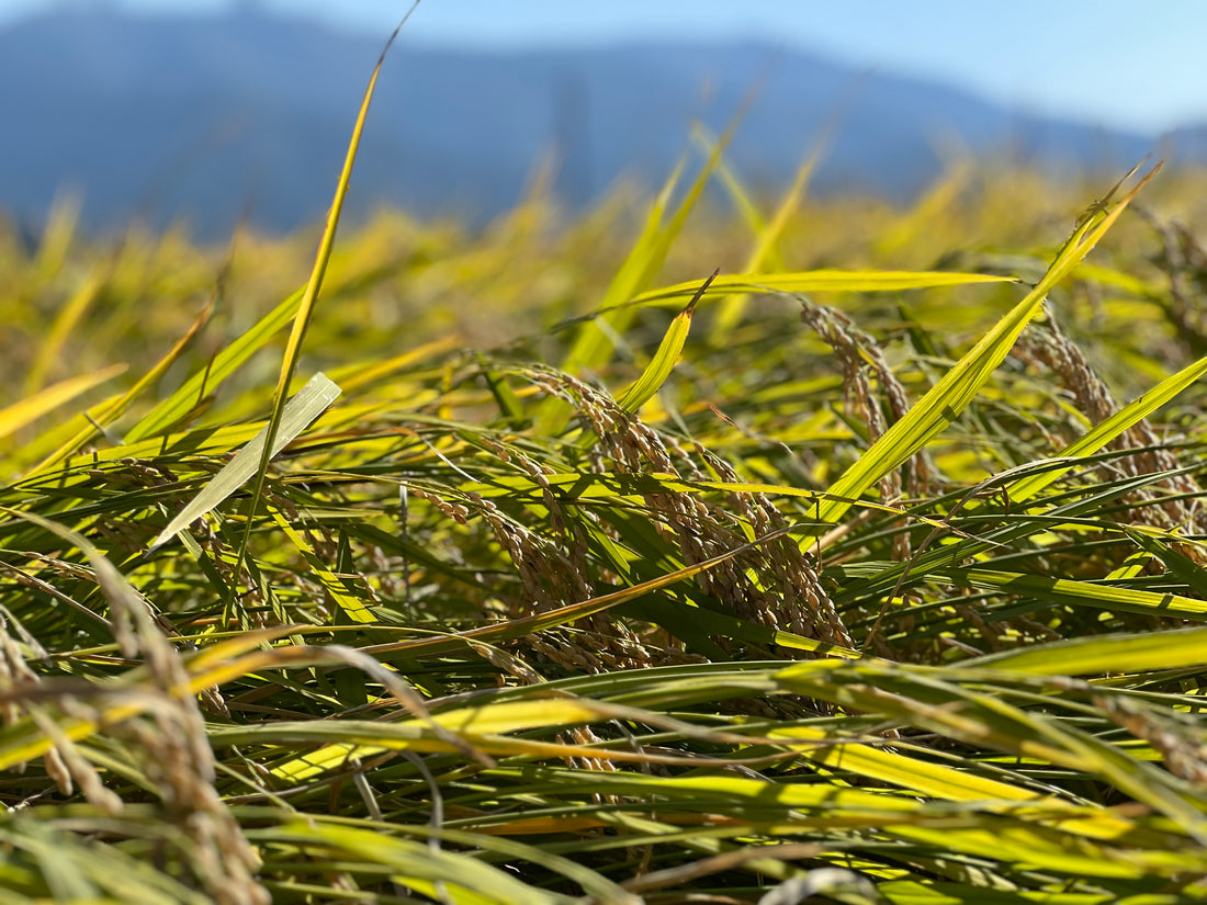 【11月の山城屋酒造】今年の酒米を収穫いたしました!