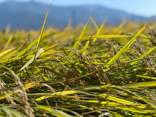 【11月の山城屋酒造】今年の酒米を収穫いたしました!