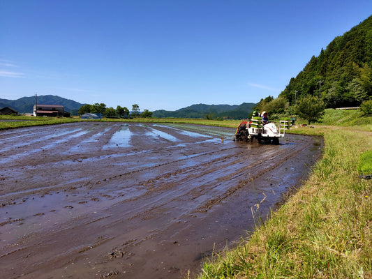 【6月の山城屋酒造】令和5年の新酒が揃いました